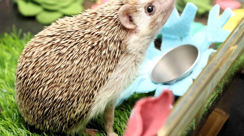 Walnut the Hedgehog enjoys being the Boonshoft Museum of Discovery's winter weather prognosticator. CONTRIBUTED