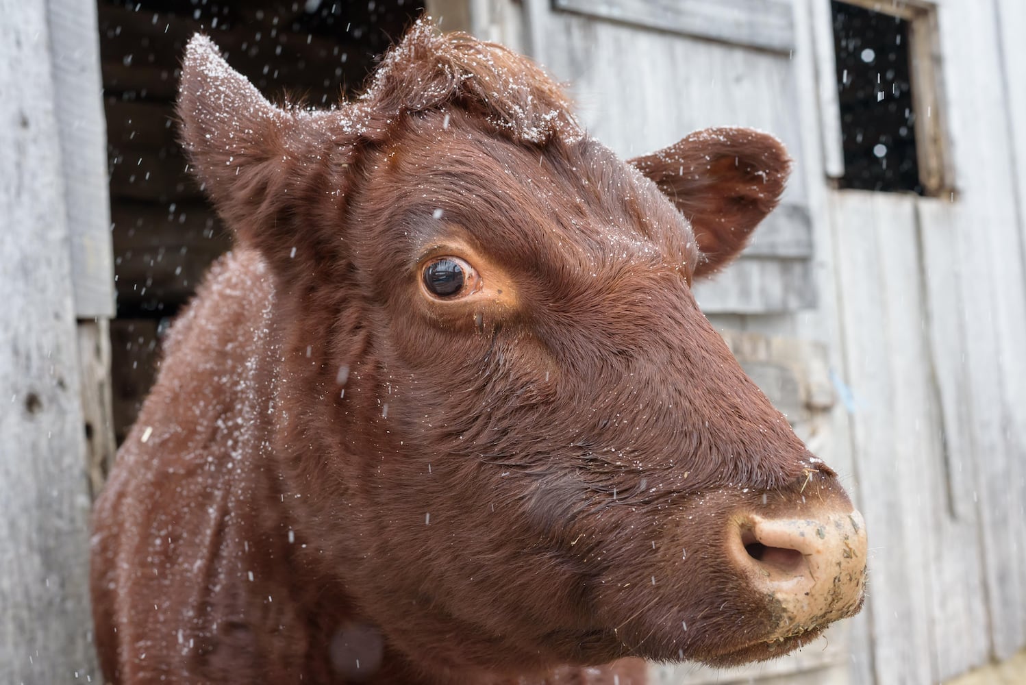 PHOTOS: 2025 Christmas on the Farm at Carriage Hill MetroPark
