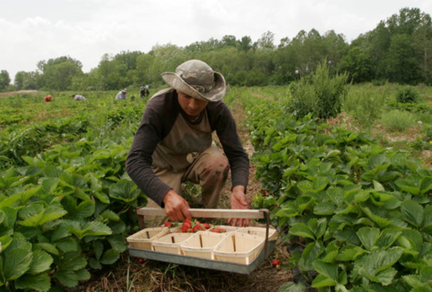 Fulton Farms strawberry fields