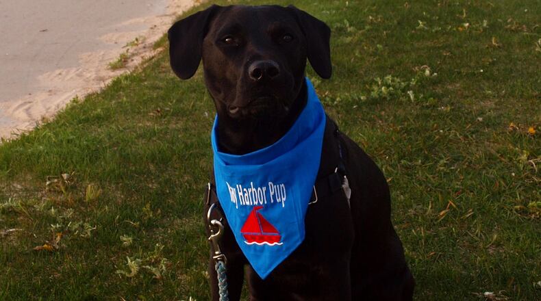 Teddy the pure bred Labrador retriever. KARIN SPICER/CONTRIBUTED