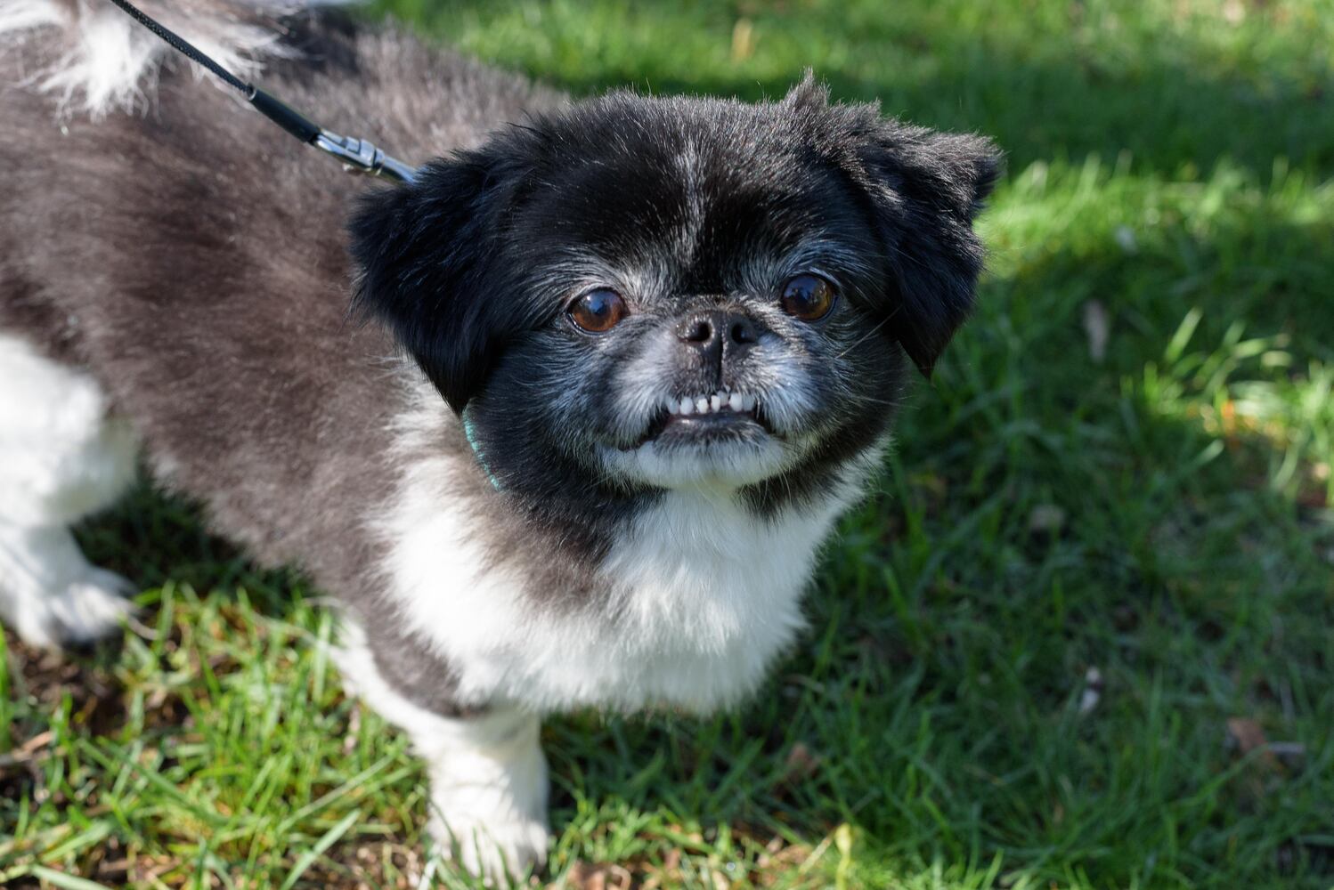 PHOTOS: Woof Walk at Woodland Cemetery & Arboretum