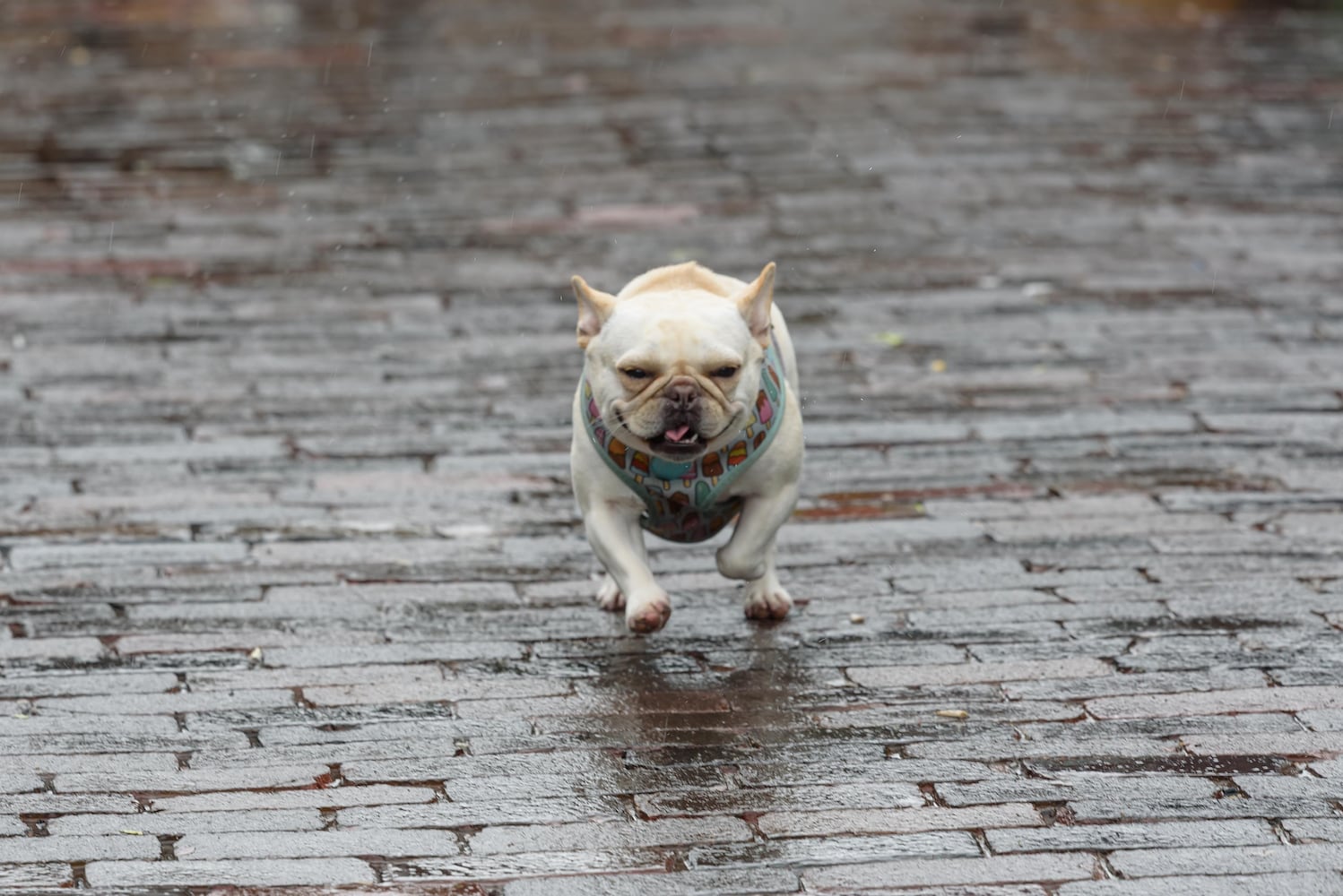 PHOTOS: 2025 Derby Day wiener dog races in the Oregon District