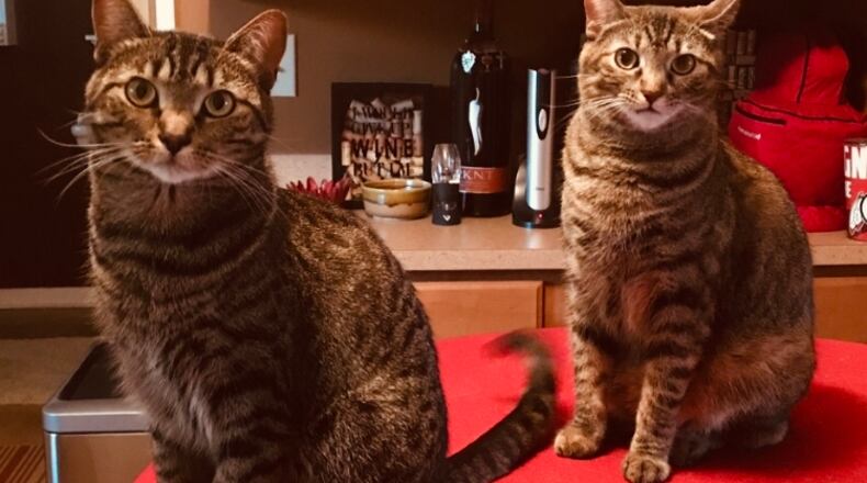 Sisters: Attie, left, and Issie, right. ROB LEONARD