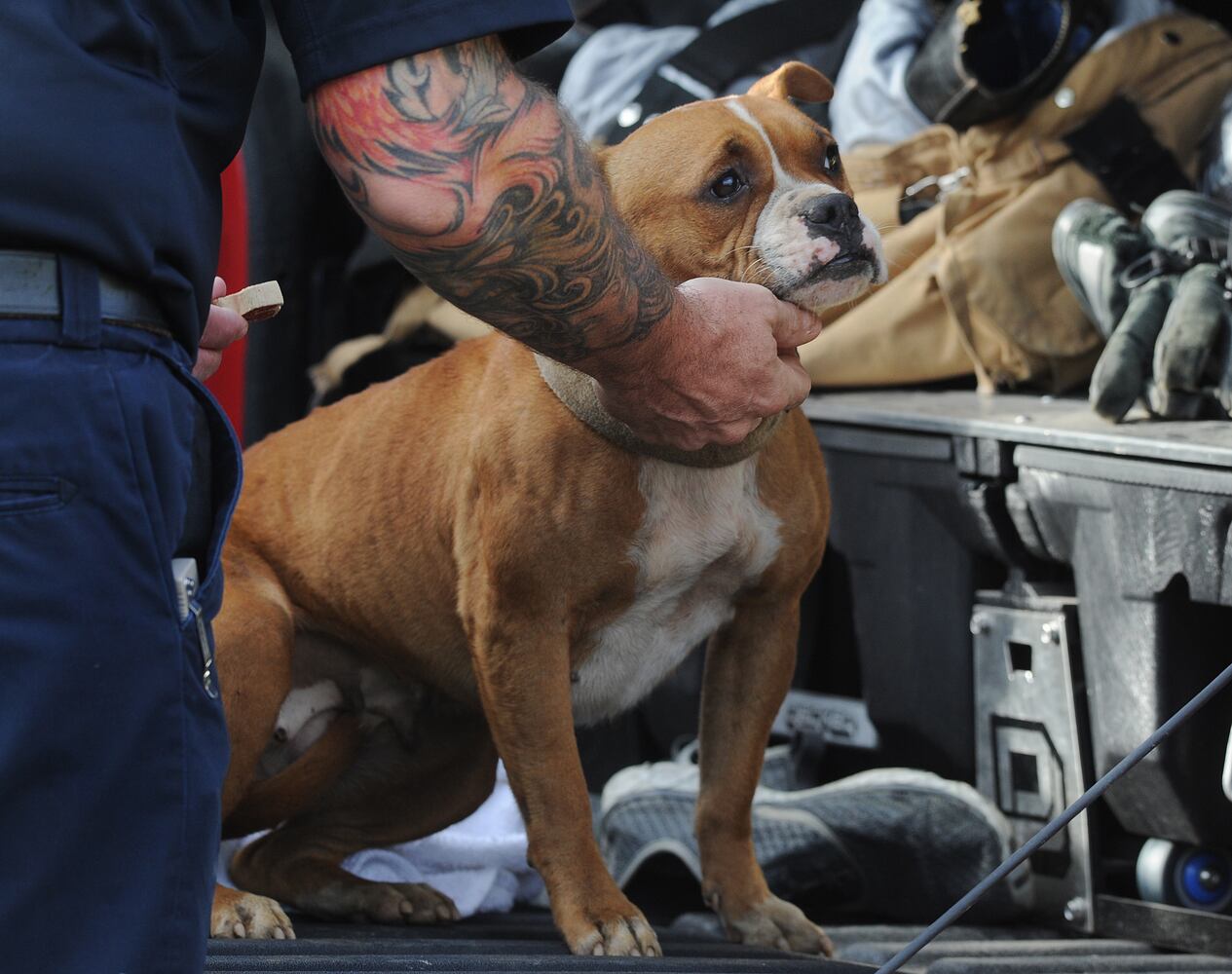 DOG RESCUE