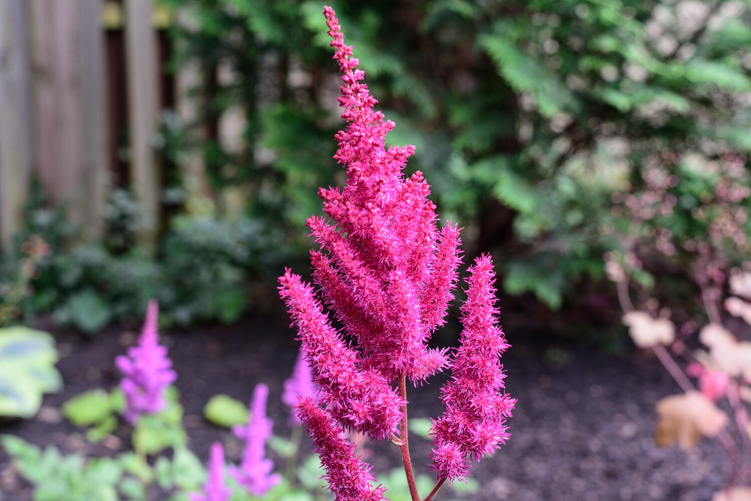 PHOTOS: 2024 St. Anne's Hill Historic District Garden Tour