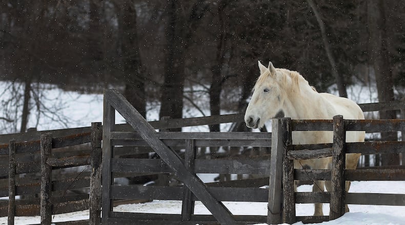 The cold weather on Tuesday, Jan. 14, 2024 didn't seen to bother this horse at Carriage Hill MetroPark. MARSHALL GORBY\STAFF