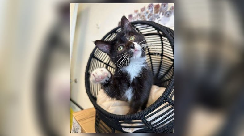 Forrest Gump, the kitten stolen from the Animal Friends Humane Society in Hamilton, was found safe in Franklin. The kitten was stolen by a prospective client after being told Forrest Gump was being adopted by someone else. That person dumped the animal after stealing it, according to authorities. PROVIDED