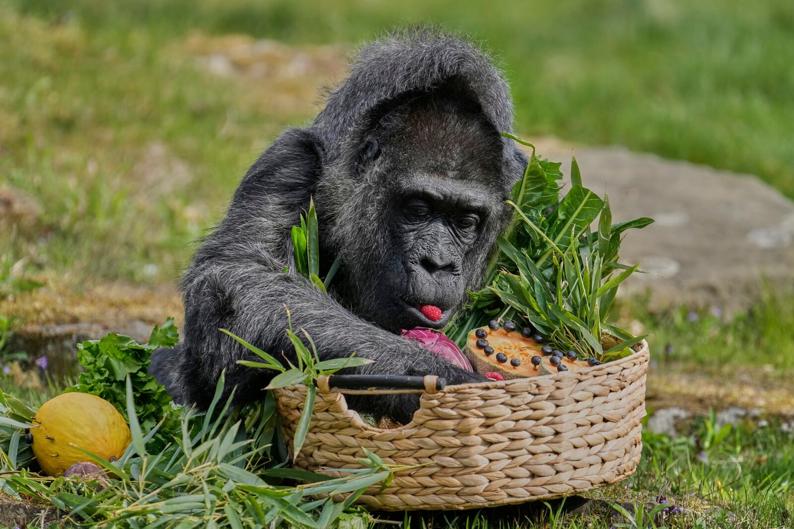 Female gorilla Fatou, the oldest of Berlin's zoo and also believed to be the world's oldest gorilla, enjoys her birthday basket with a "gorilla food surprise", as the zoo celebrates her 68th birthday in Berlin, Germany, Friday, April 11, 2025. (AP Photo/Ebrahim Noroozi)