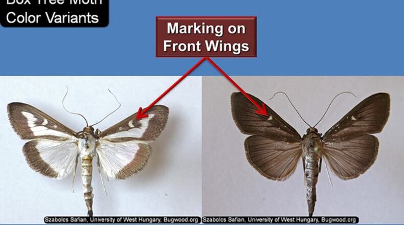 Box Tree Moth color variants. CONTRIBUTED