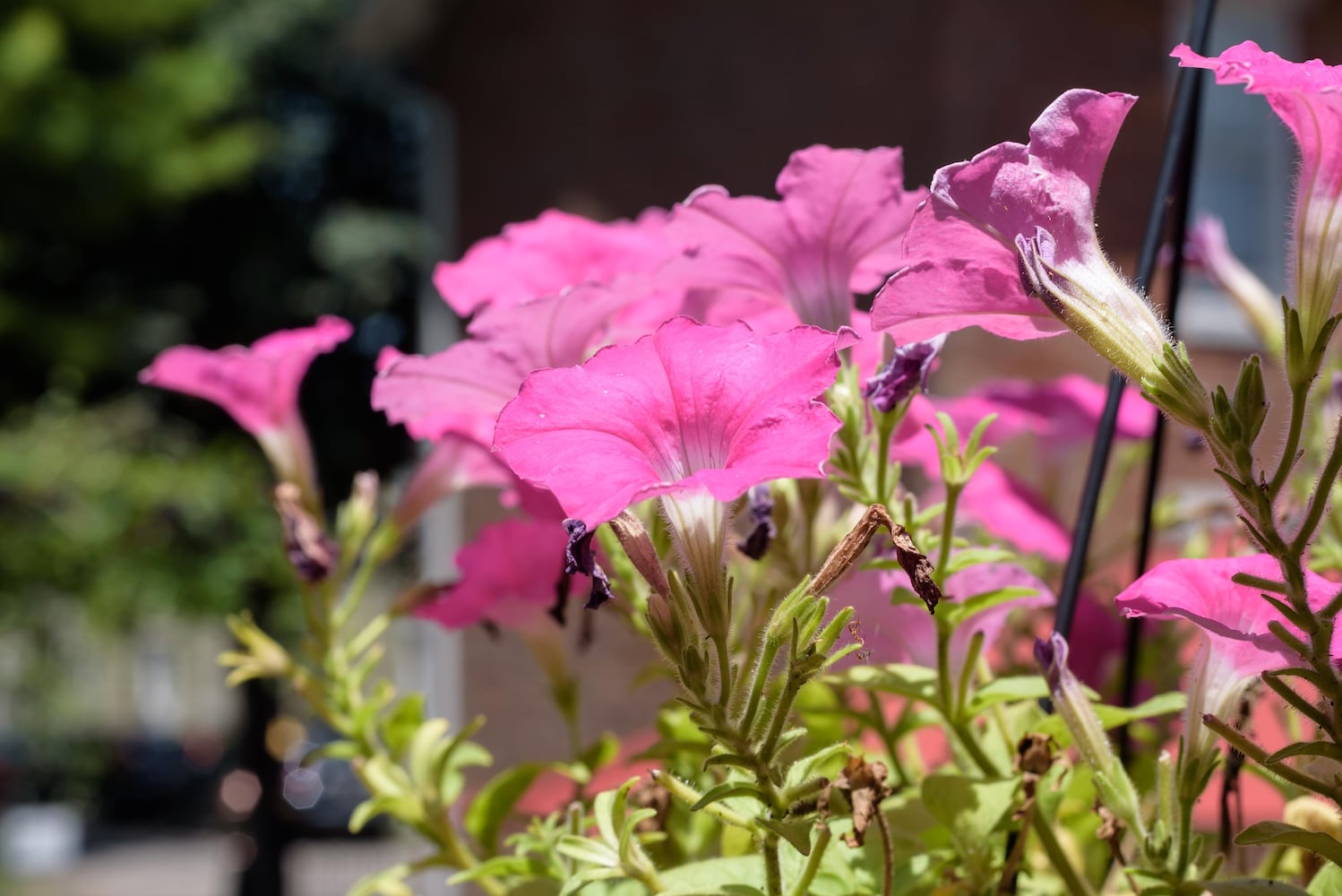 PHOTOS: 2025 Oregon Historic District Garden Tour