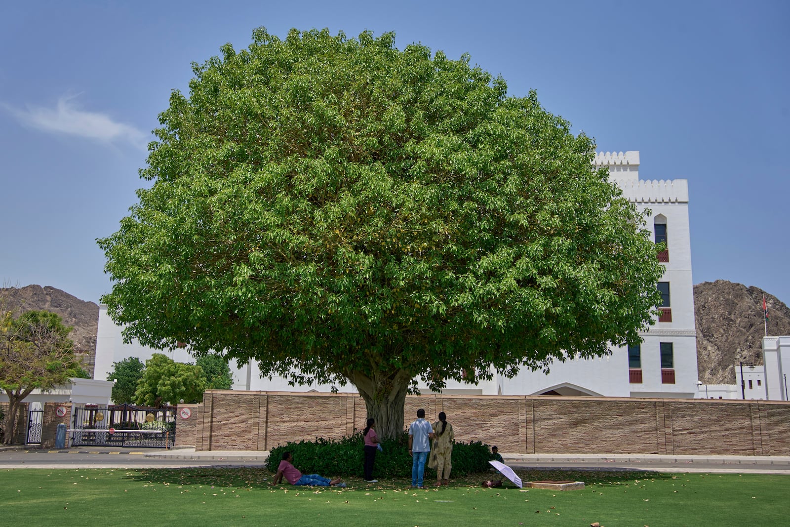 A family enjoys a moment under the shade of a large tree in Muscat, Oman, Friday, April 25, 2025. (AP Photo/ Fatima Shbair)