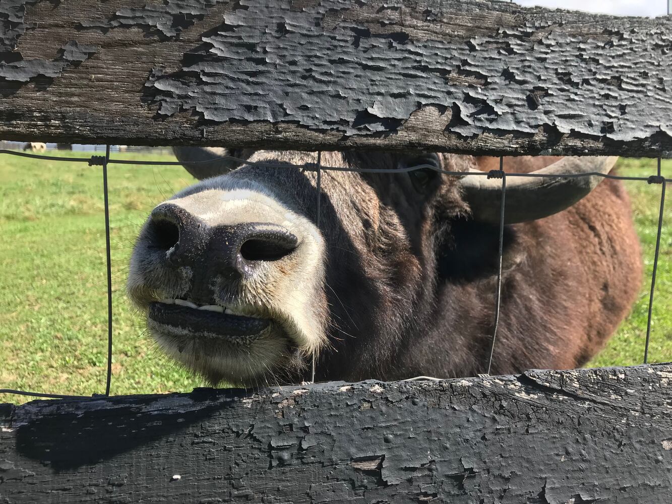 PHOTOS: These Tibetan Yaks in Lebanon are anything but camera shy