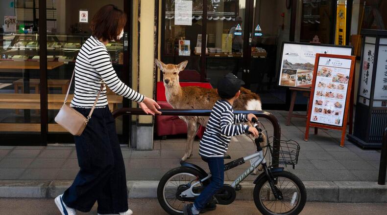 A young boy rides his bike past a deer wandering around the shopping area in Nara, Japan, Thursday, March 19, 2020.