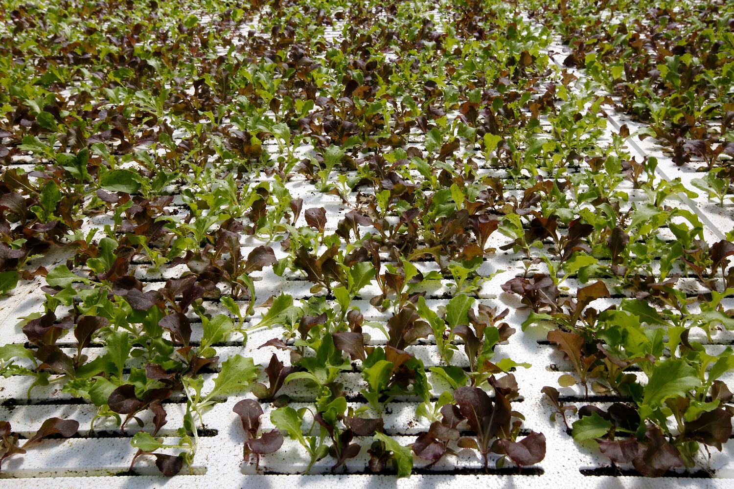 BrightFarms Ohio Greenhouse harvests first hydroponic greens in Wilmington