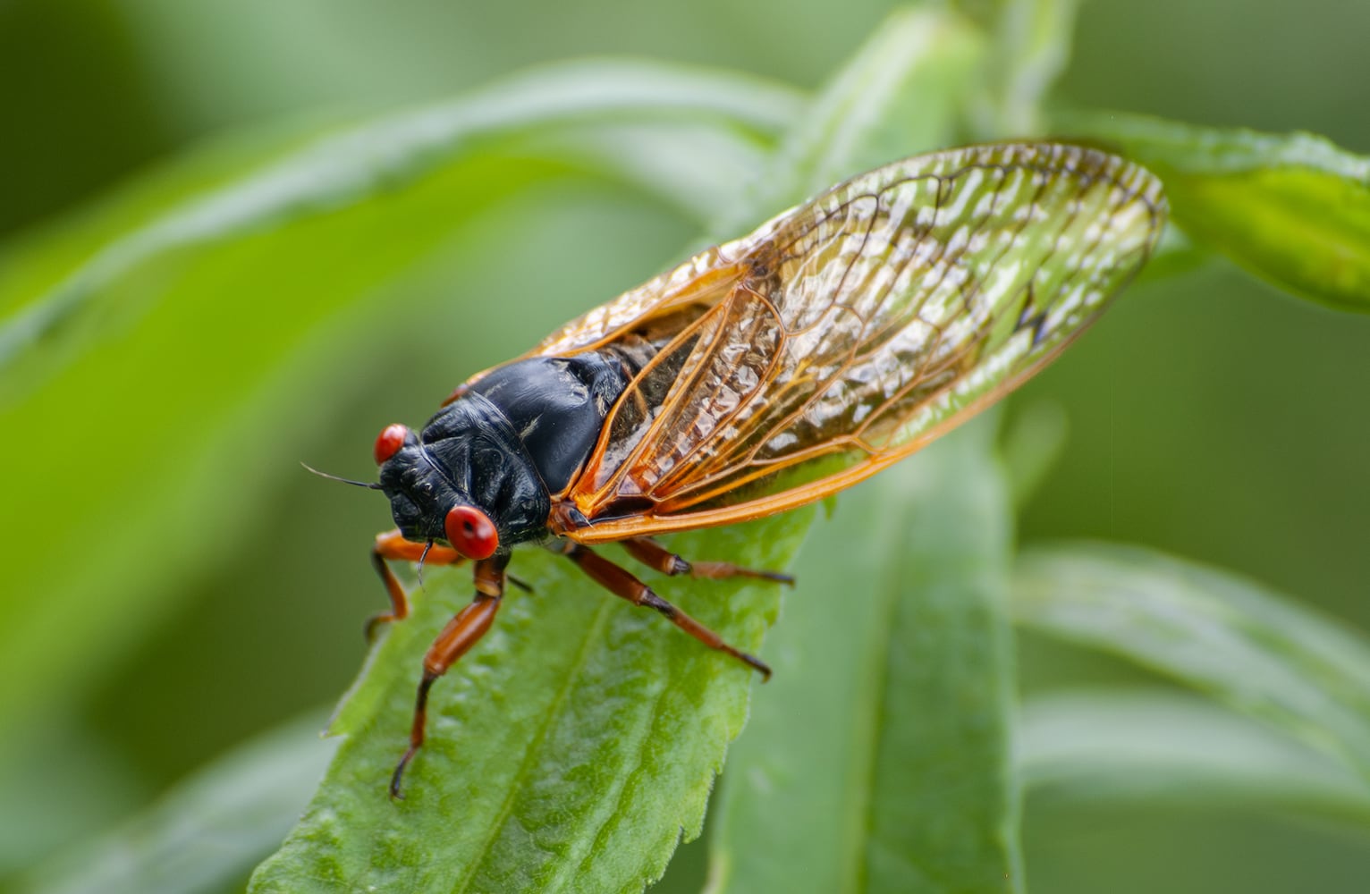 Cicadas Morris Reserve 060625 DDN