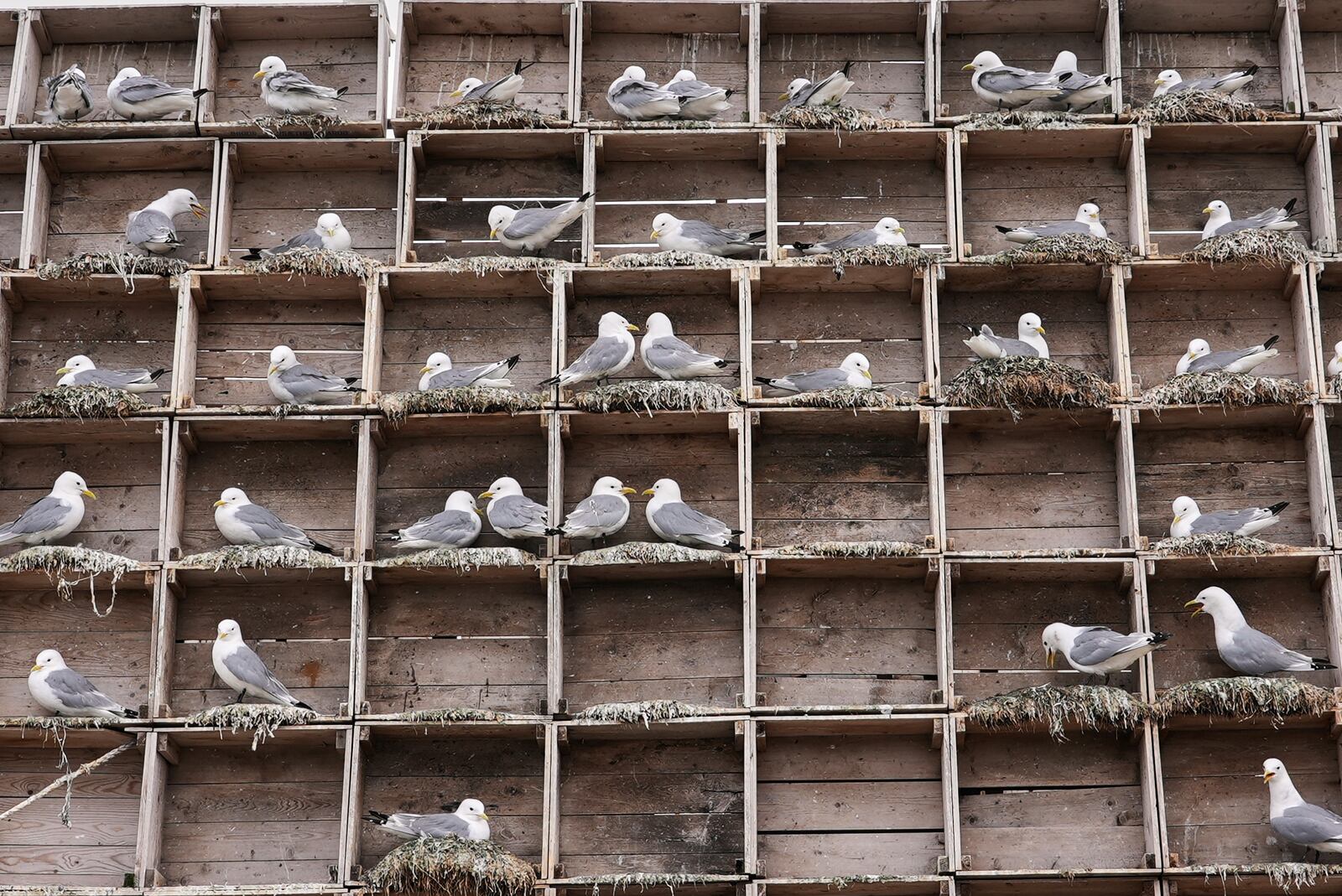 Seagulls sit in boxes of a so called Seagull Hotel at the harbour in Vardo, Norway, on July 3, 2025. (AP Photo/Tommi Ojala )