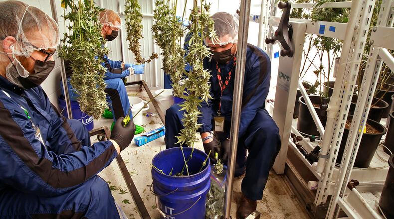 Pure Ohio Wellness employees harvest a small amount of the cannibus that's grown in their cultivation at production facility in Clark County Monday, Dec. 4, 2023. BILL LACKEY/STAFF
