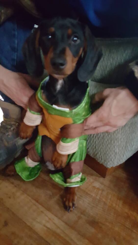 PHOTOS: Local pets ready for Halloween