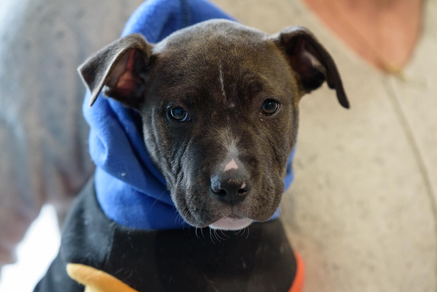 PHOTOS: Puppy Yoga with Adopt a Pit at Base Camp Outdoors Co. in downtown Dayton