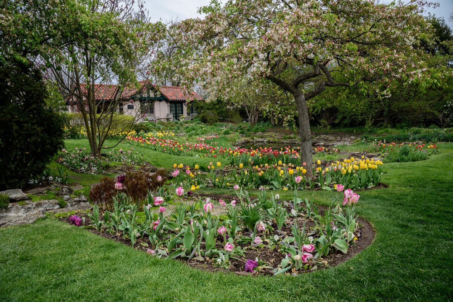 PHOTOS: Multi-colored tulips are in full bloom at Smith Memorial Gardens
