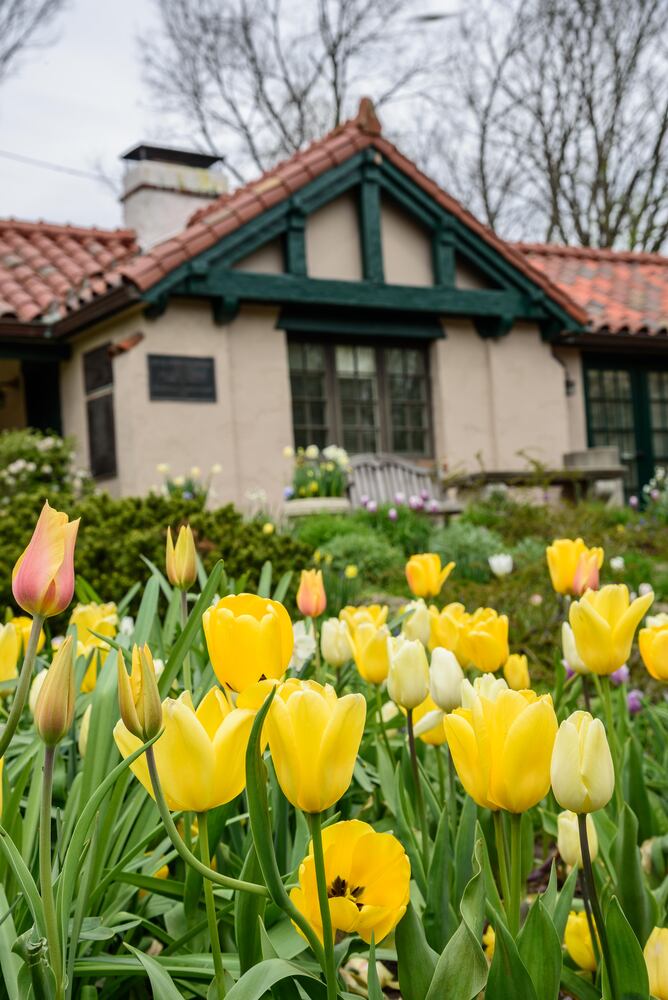 PHOTOS: Multi-colored tulips are in full bloom at Smith Memorial Gardens