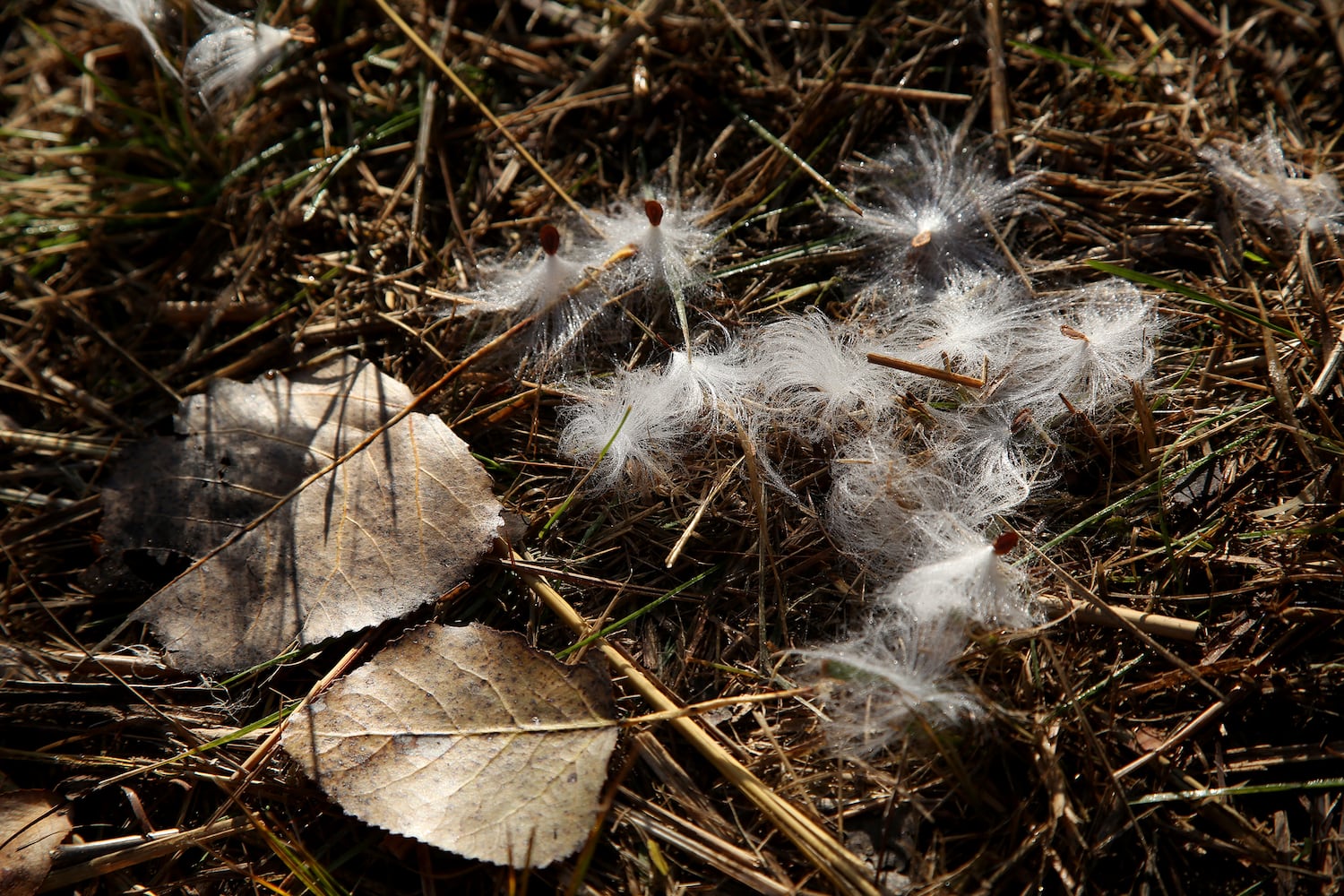 PHOTOS: New hiking trails at Germantown MetroPark explore a landscape of beauty