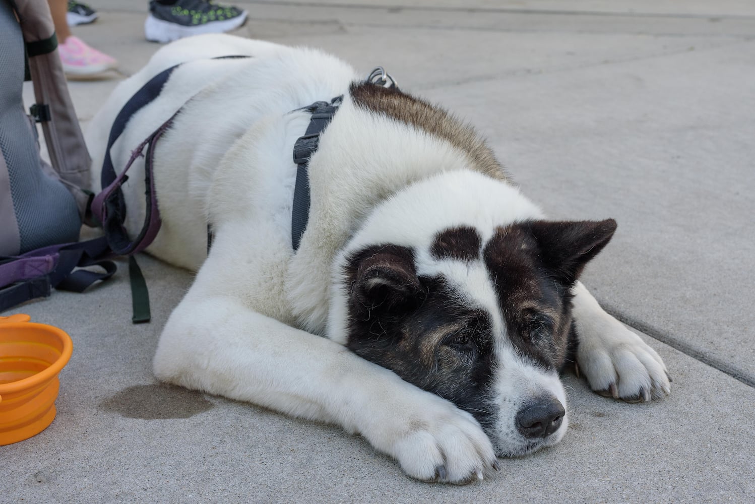 PHOTOS: Did we spot you at Passport to MetroParks at RiverScape MetroPark?
