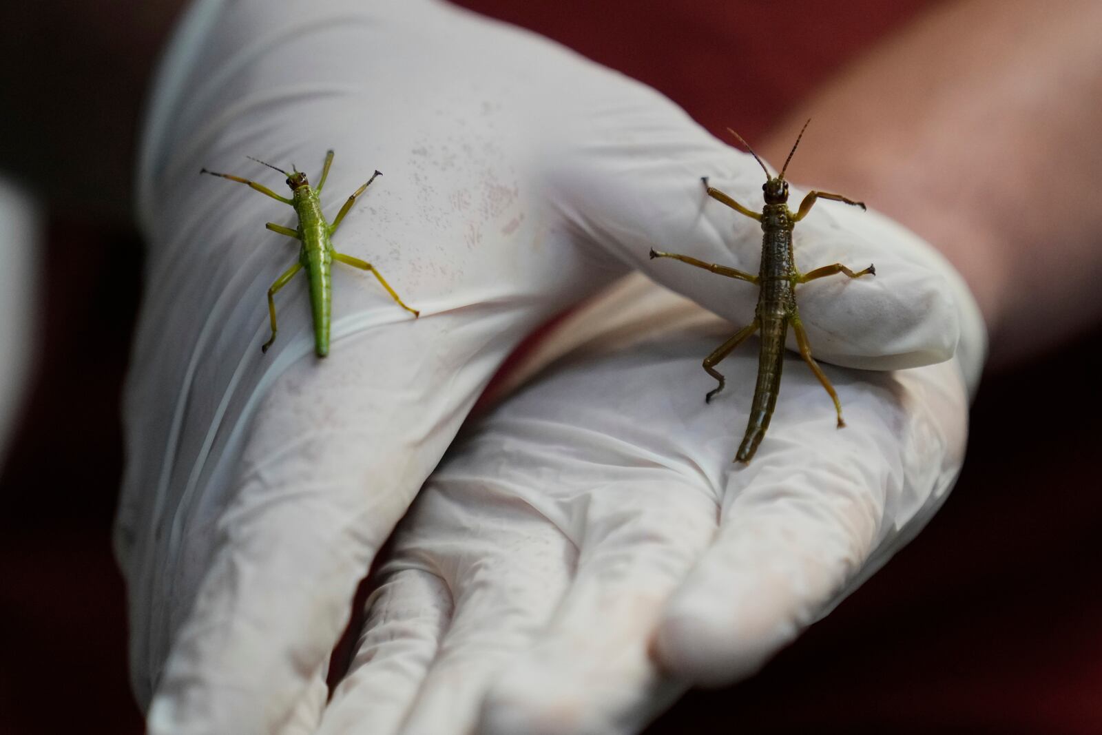 An expert keeper displays critically endangered Lord Howe Island stick insects, nicknamed "tree lobster," at the zoo in Prague, Czech Republic, Tuesday, April 8, 2025. (AP Photo/Petr David Josek)