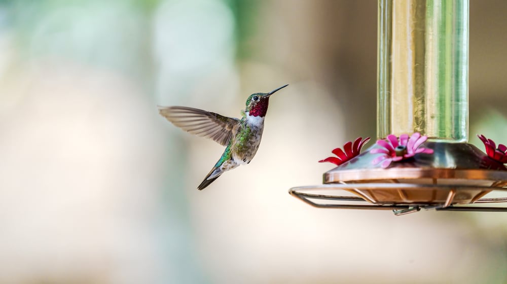 A male broad-tailed hummingbird with bright red throat hovers near a sugar water feeder. iSTOCK/COX