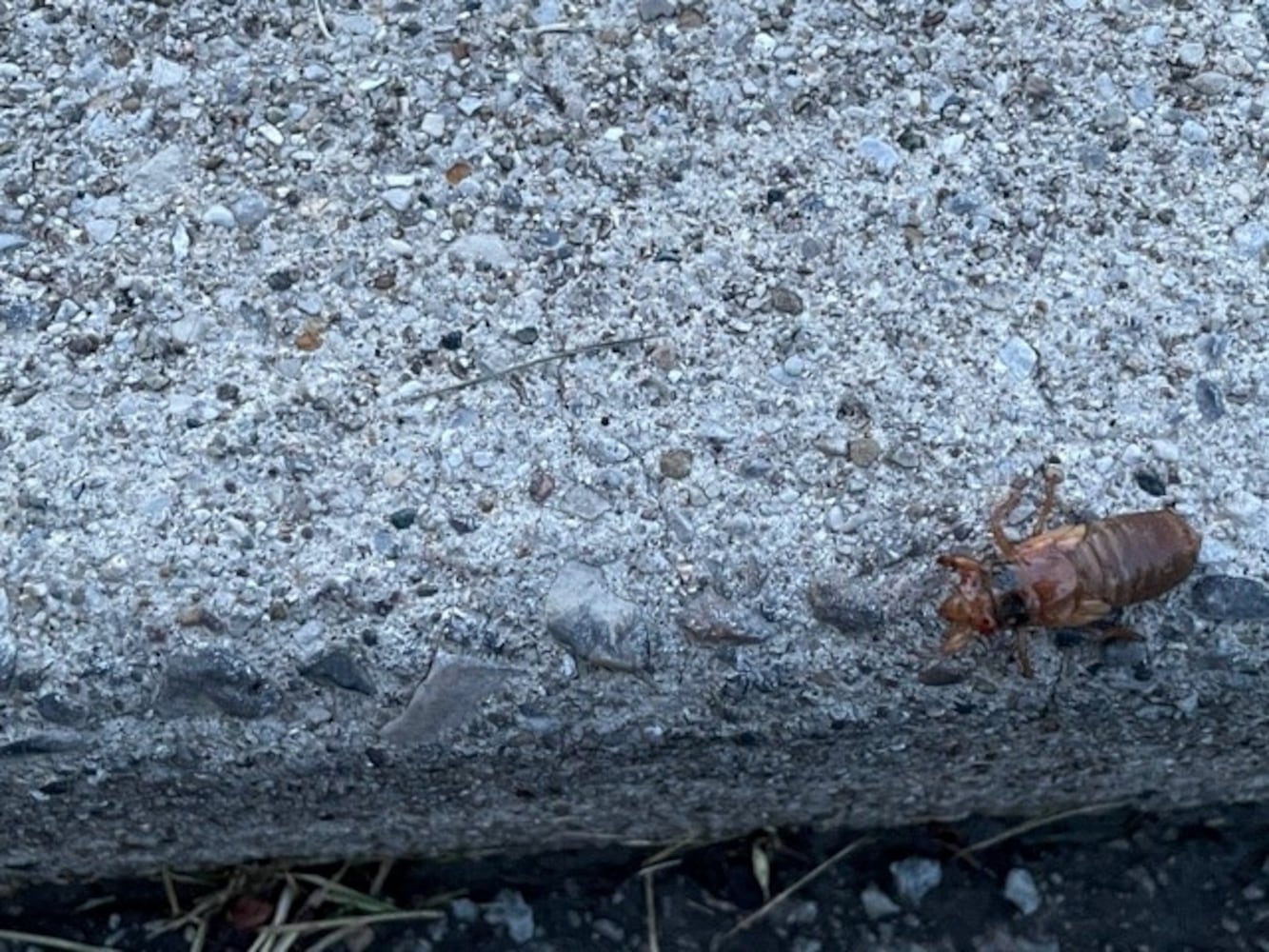 Cicadas Oakwood 2