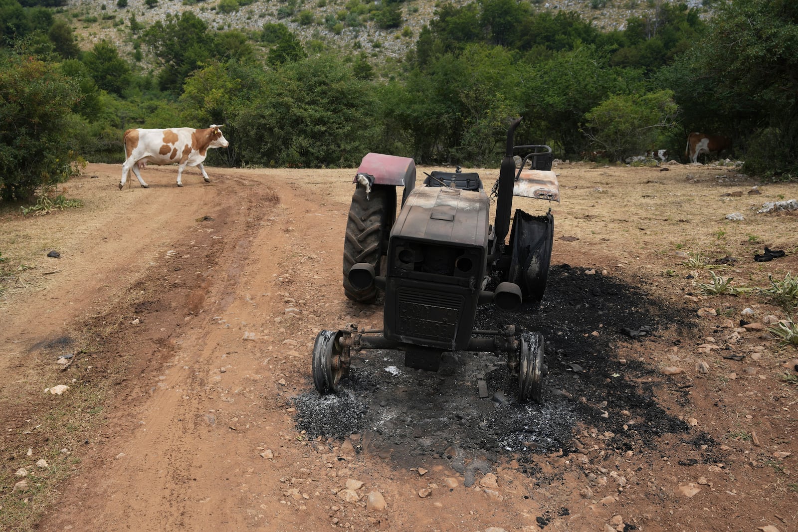 A cow heads down the mountain to seek water during a severe drought on a mountain Suva Planina, in southeast Serbia, Thursday, July 17, 2025. (AP Photo/Darko Vojinovic)