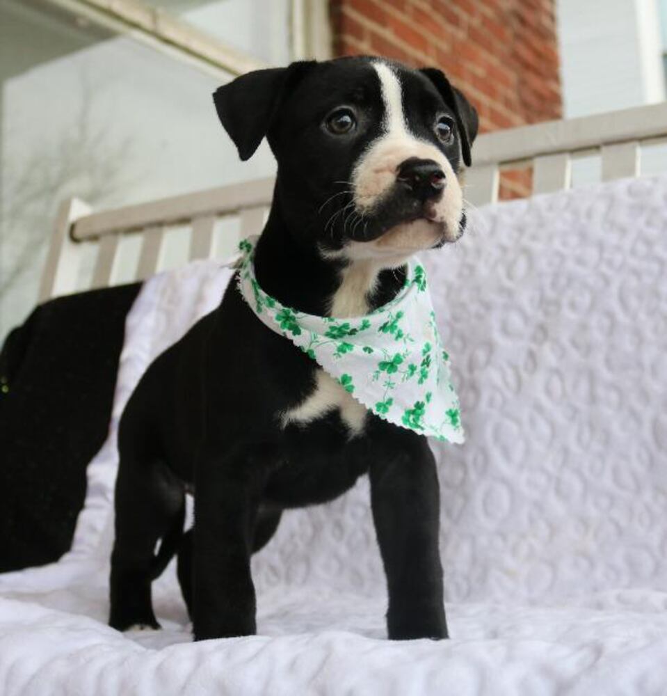 National Puppy Day