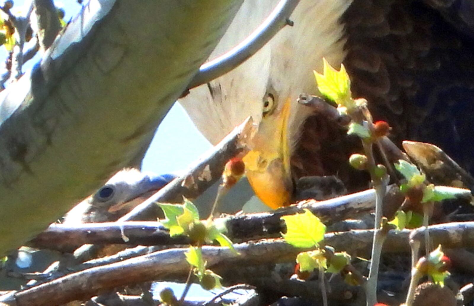 Jim Weller, founder of Eastwood Eagle Watchers, captured this photograph of one of the new eaglets at Carillon Historical Park on April 22, 2019. PHOTO COURTESY OF JIM WELLER