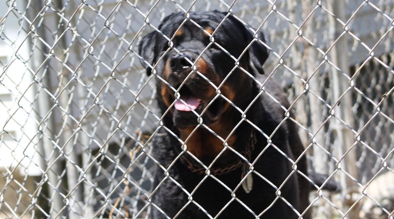 A dog is penned in the backyard of a home in West Dayton. CORNELIUS FROLIK / STAFF