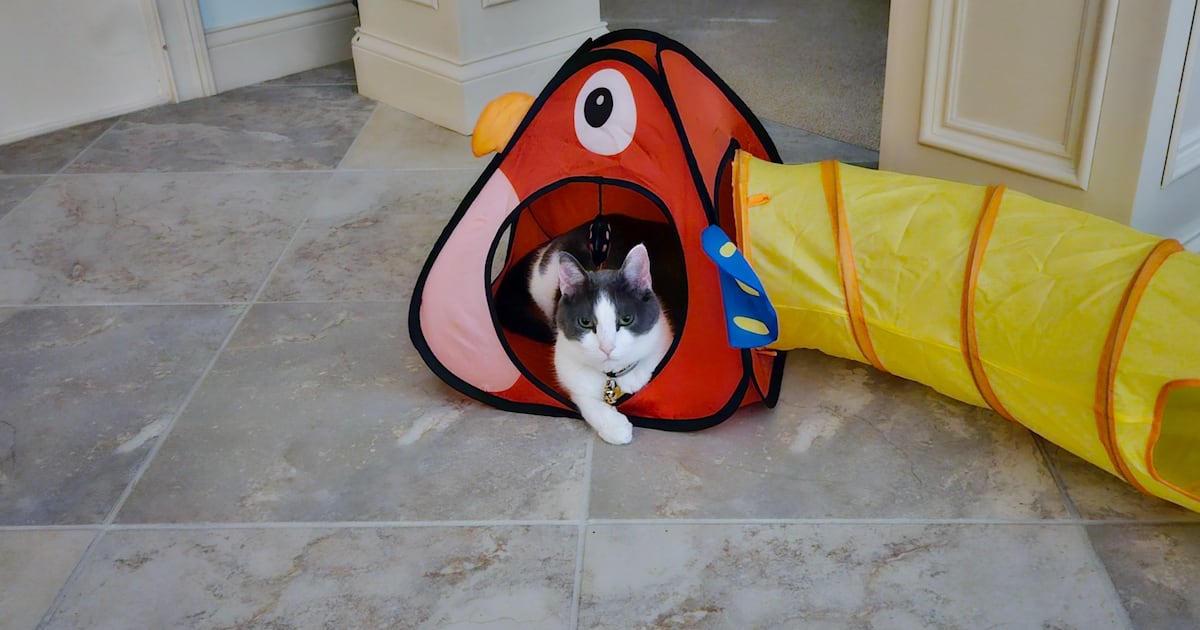 Do your pets need more toys? Of course they do Do your pets need more toys? Of course they do