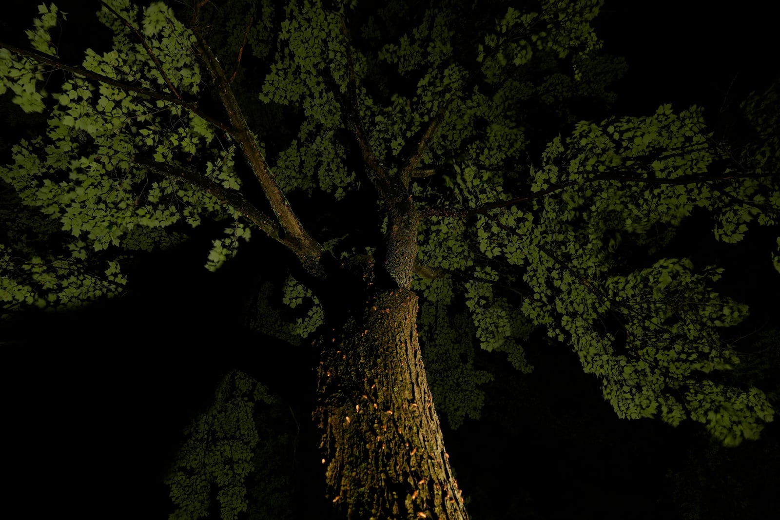 Periodical cicada nymphs climb the trunk of a maple tree to shed their nymphal skins after a heavy rain, Friday, May 16, 2025, in Cincinnati. (AP Photo/Carolyn Kaster)