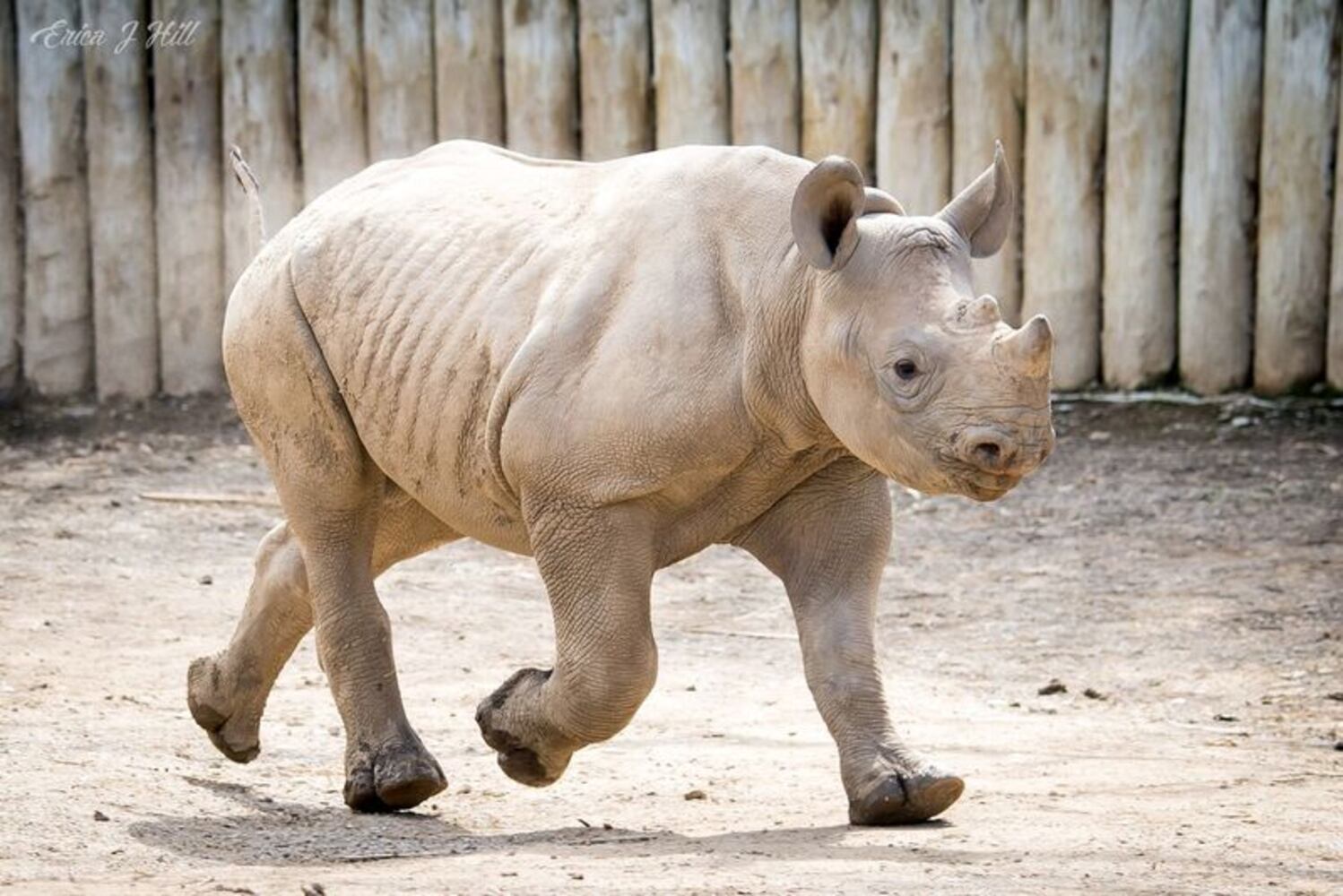 PHOTOS: This first look at Cincinnati Zoo's Zoo babies will be the best part of your day