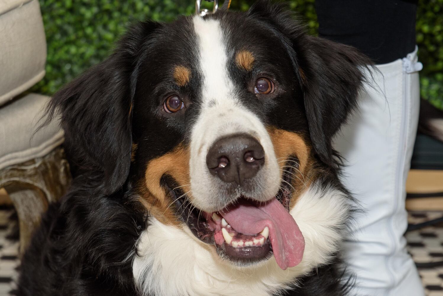 PHOTOS: Did we spot you at the Pet Afflaire Gala at the Dayton Arcade?