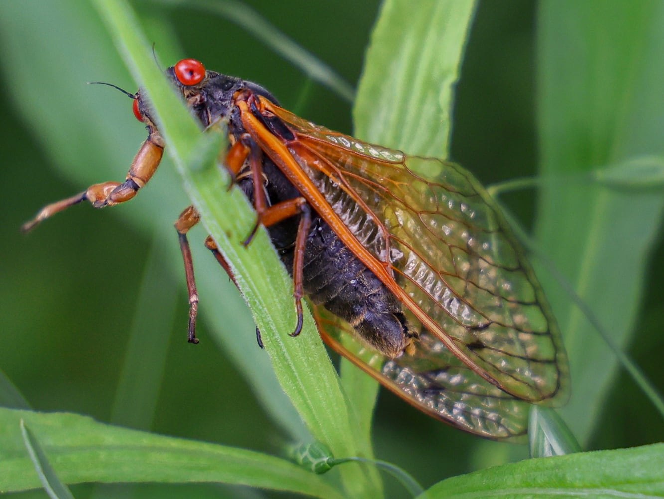 Cicadas Morris Reserve 060625 DDN