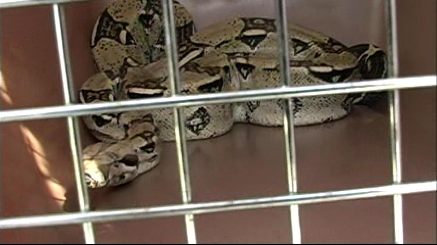 Red-tailed Boa
