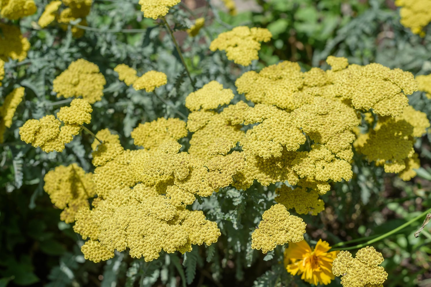 PHOTOS: 2025 Oregon Historic District Garden Tour