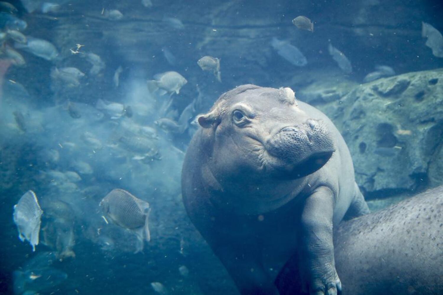 Happy birthday Fiona! The Cincinnati Zoo’s beloved hippo turns 2
