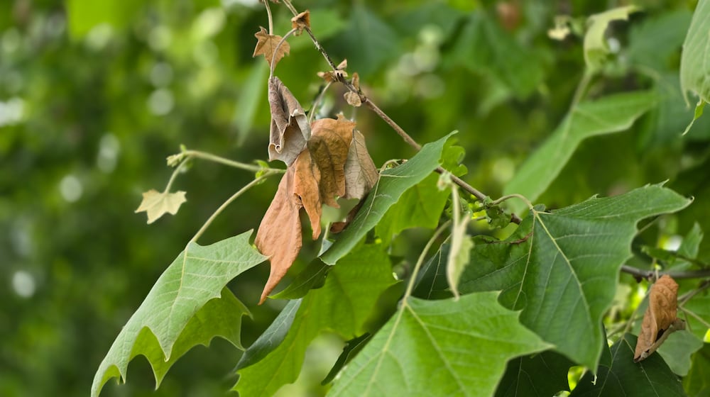 Tolerating damage to a plant is one integrated pest management strategy. In this photo, the London planetree was affected by anthracnose in the early spring; it doesn't kill the tree and spraying fungicides is difficult and not usually necessary. The tree eventually bears leaves again in the same season. CONTRIBUTED