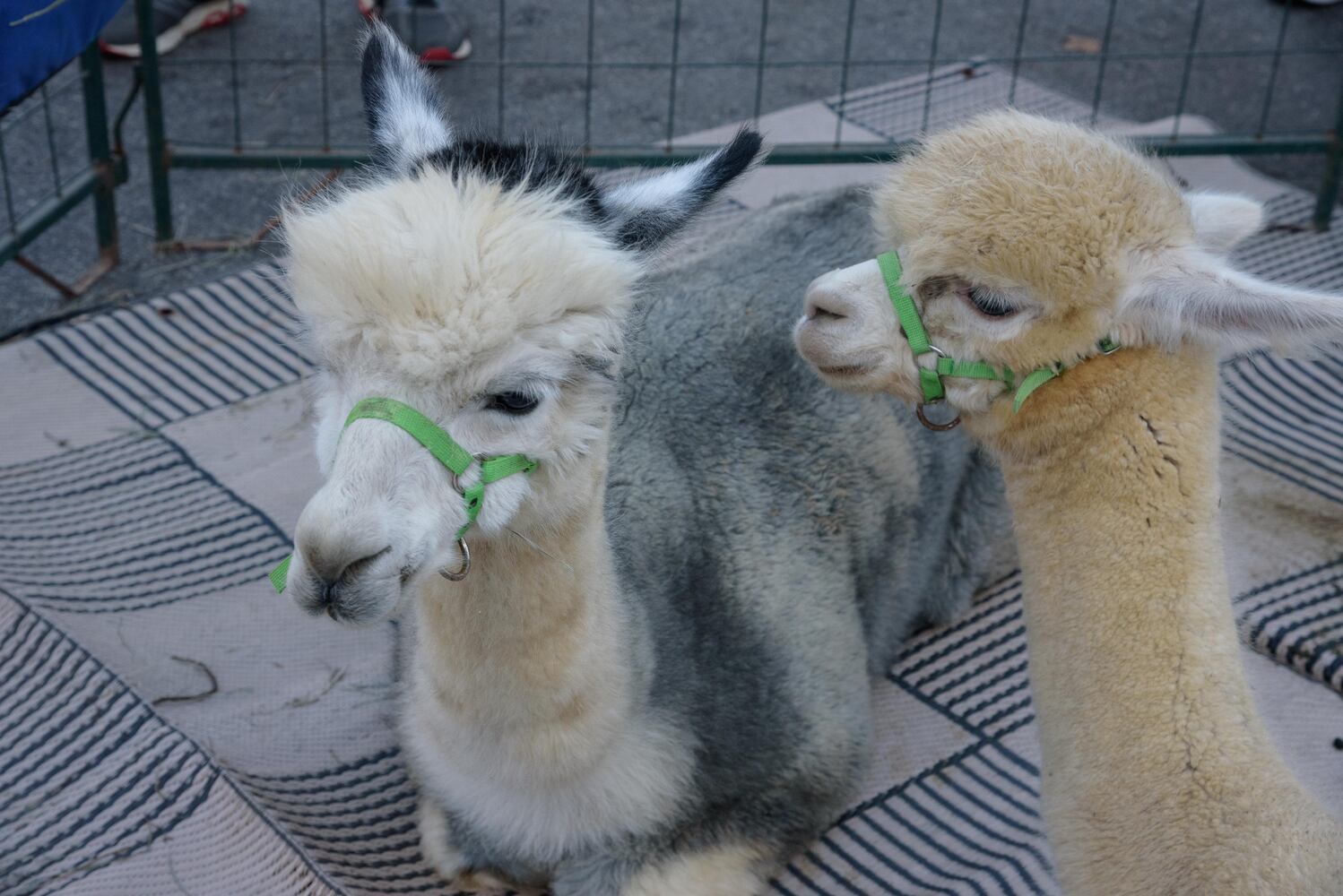 PHOTOS: Did we spot you at the Yellow Springs Street Fair