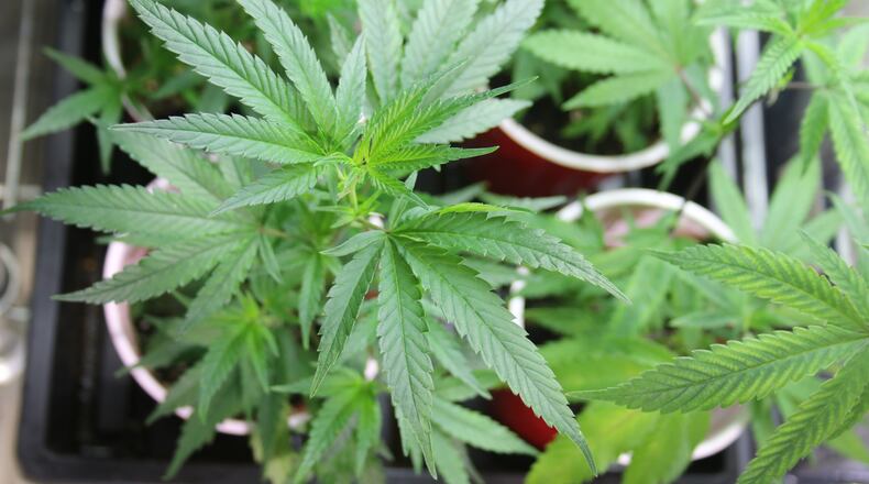 Legislation going before West Carrollton City Council this week calls for the prohibition of cultivation, processing and retail distribution of the drug within the city. FILE PHOTO