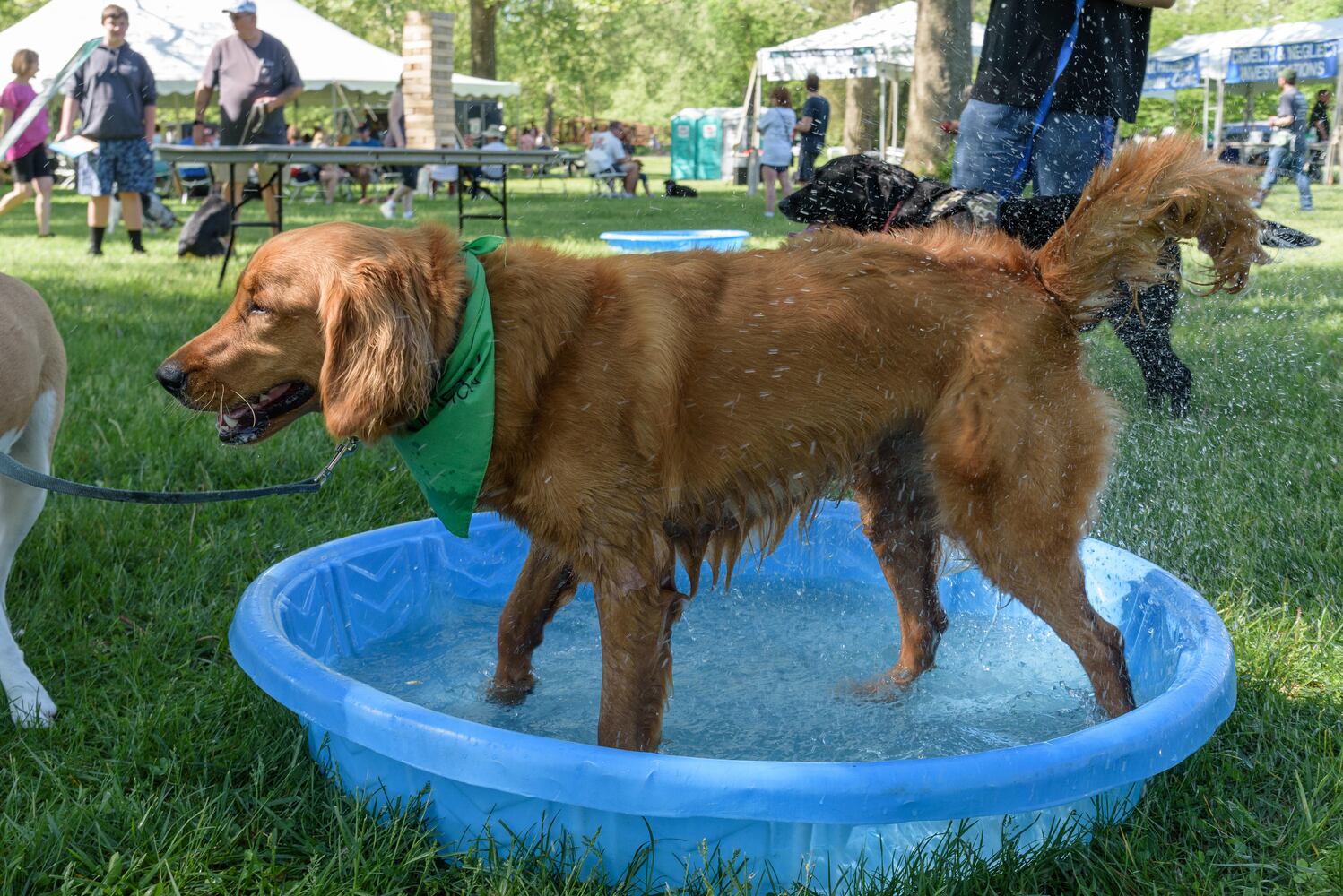 PHOTOS: Did we spot you and your doggie during the Furry Skurry 5K & Furry Fest at Eastwood MetroPark?