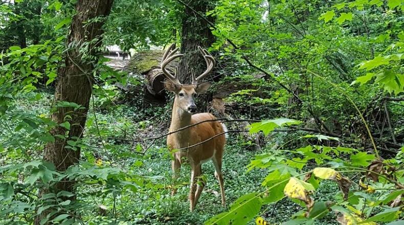 This buck was in the urban environment of Clintonville’s Walhalla Ravine in August. GARY KIEFER/THE COLUMBUS DISPATCH