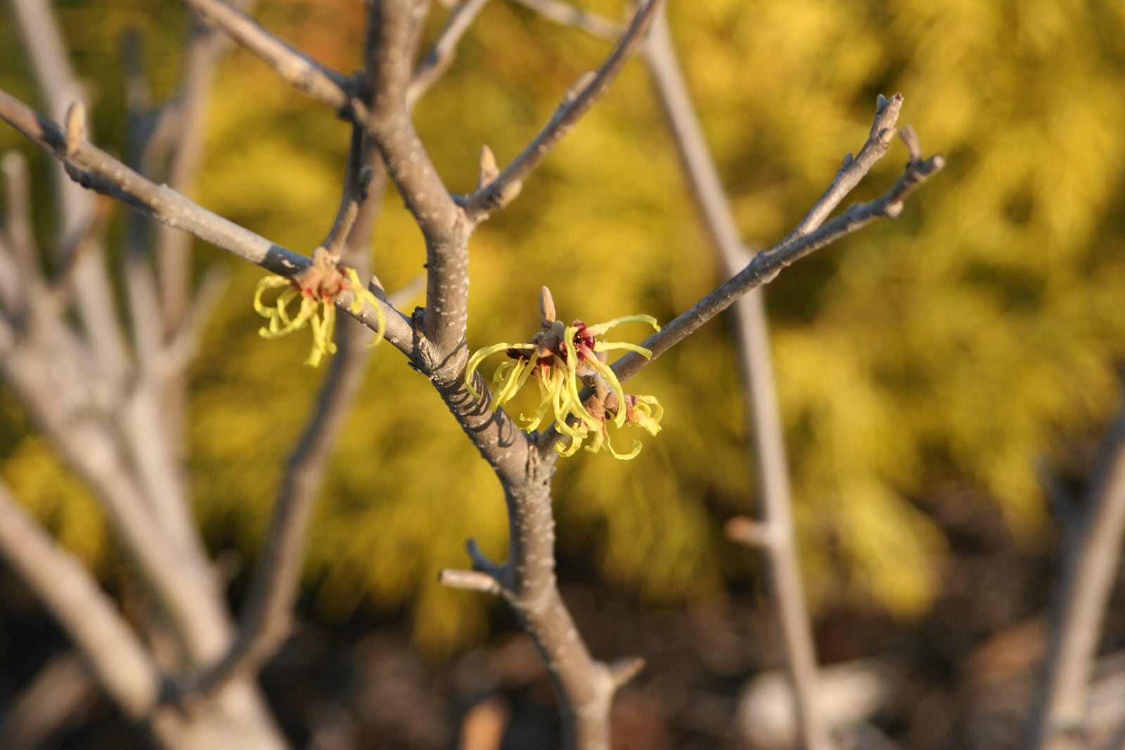 Witch hazel is a great flower for early planting. CONTRIBUTED