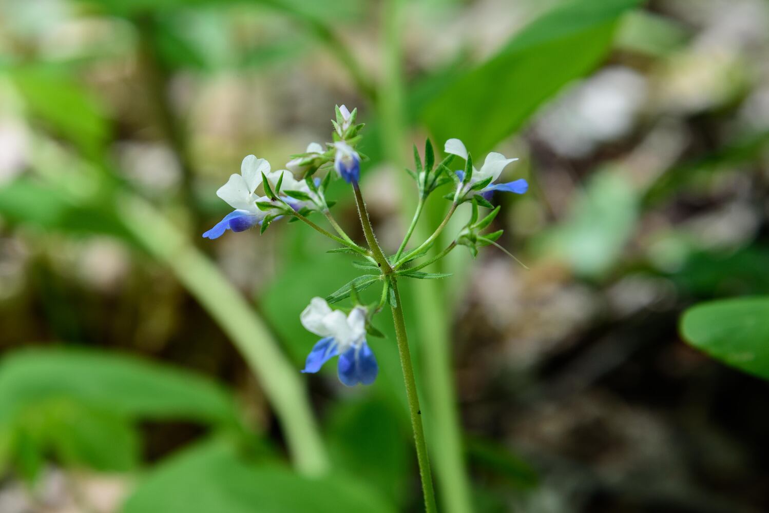 PHOTOS: Gorgeous Aullwood Garden is in full bloom