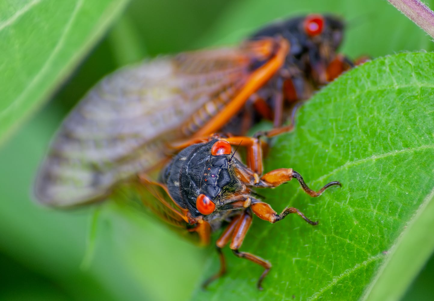 Cicadas Morris Reserve 060625 DDN